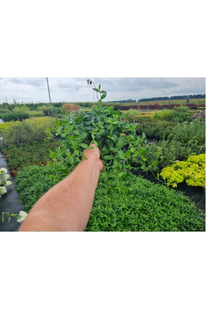 Барвинок малый обыкновенный - 2л/вис.10-20см/Ø25-35см